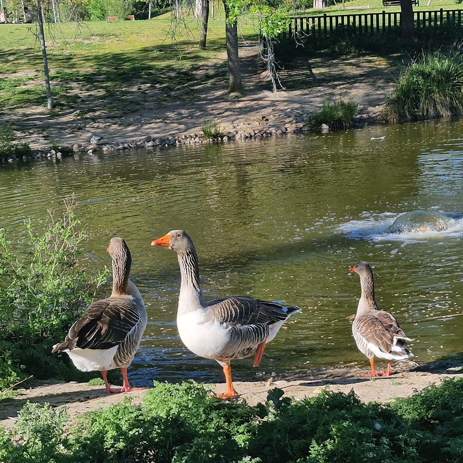Parque de Andalucía: lago, patos y dinosaurio (Alcobendas) 2