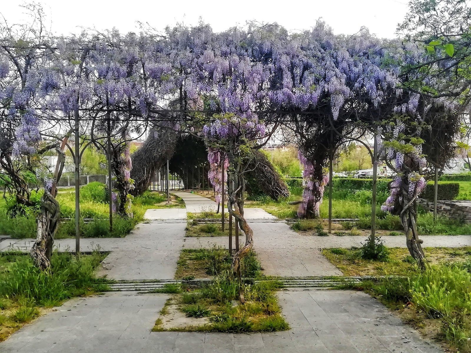 Parque del Arroyo de la Vega: paseo largo entre glicinias (Alcobendas)