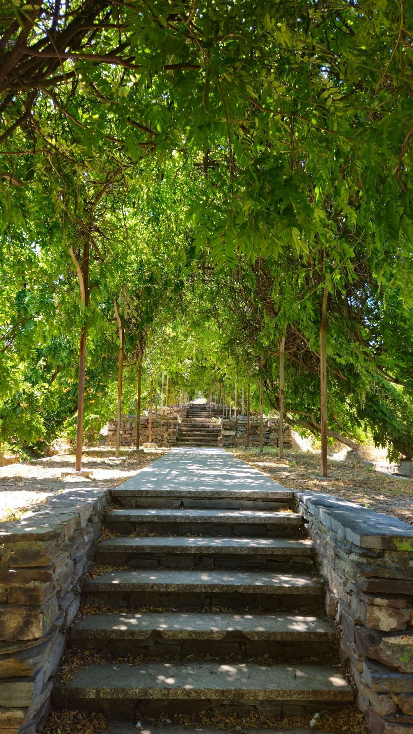 Parque del Arroyo de la Vega: paseo largo entre glicinias (Alcobendas) 2