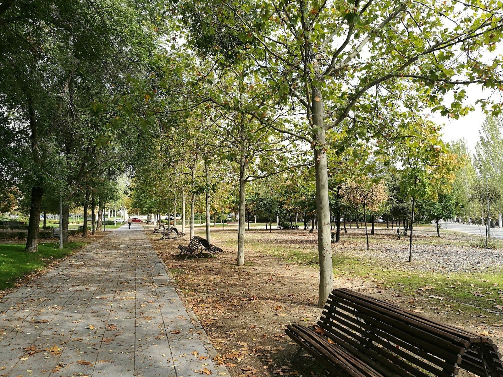 Parque del Arroyo de la Vega: paseo largo entre glicinias (Alcobendas) 3