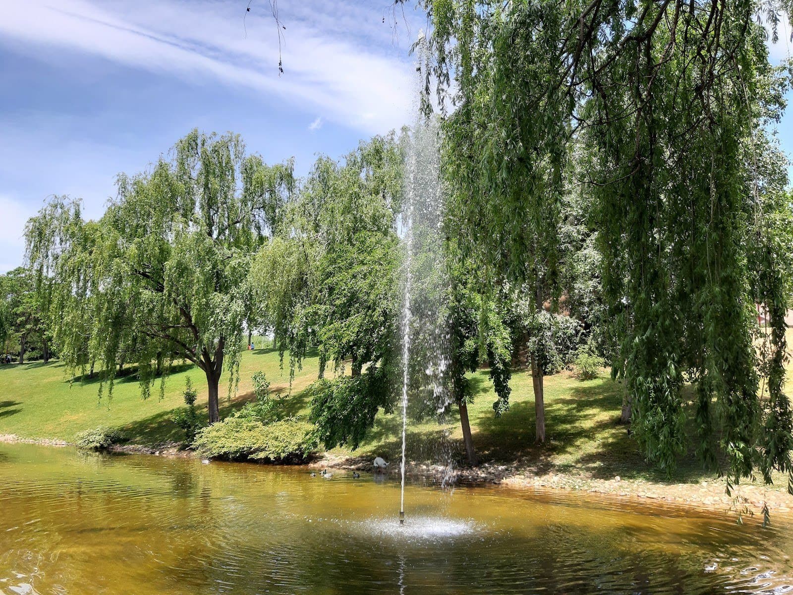 Parque de Castilla-La Mancha: lago, sauces y huertos urbanos (Alcobendas)