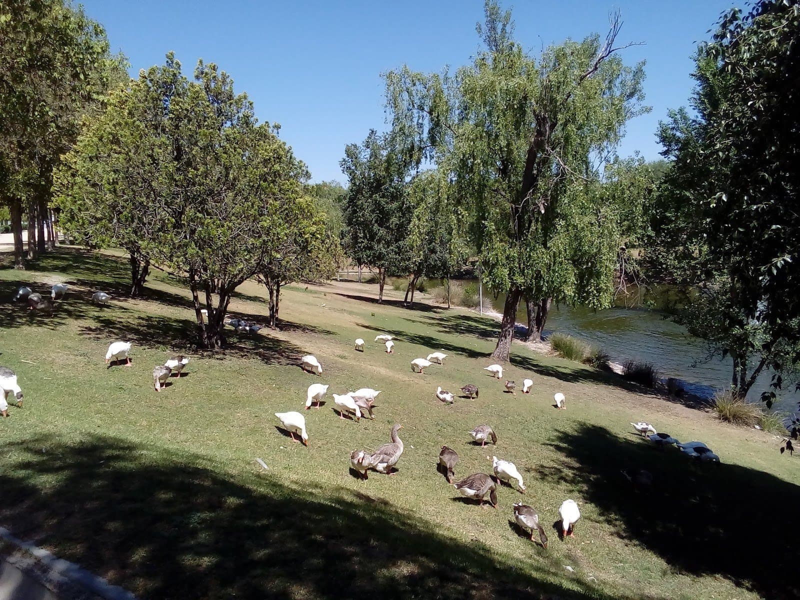 Parque de Castilla-La Mancha: lago, sauces y huertos urbanos (Alcobendas) 4