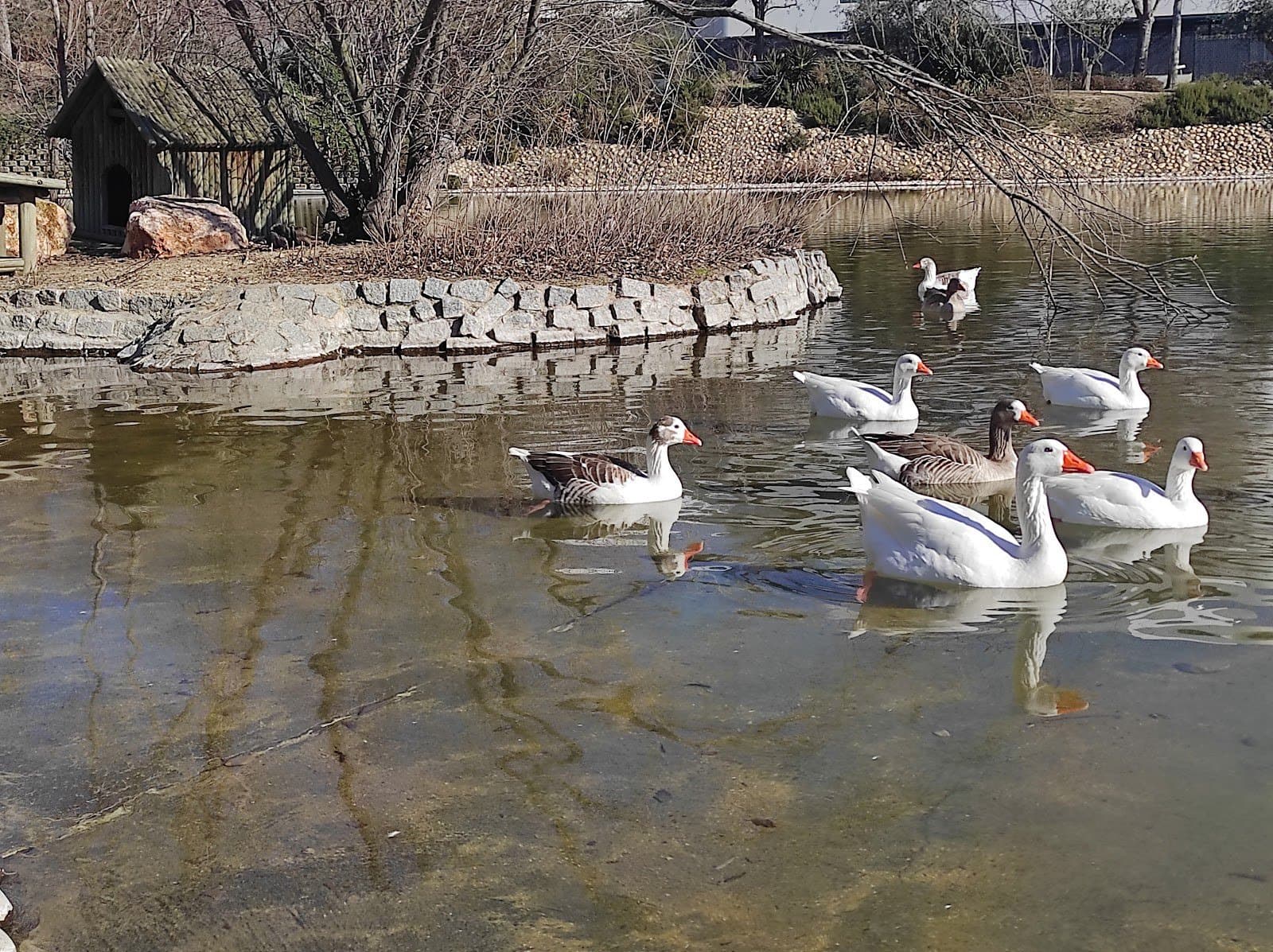 Parque de Galicia: lago con patos y hórreo gallego (Alcobendas)