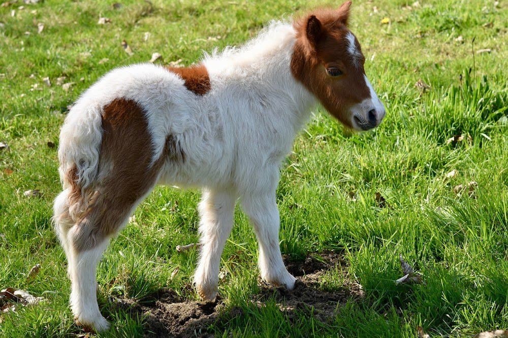 Pequeñas Herraduras: ponis y hípica infantil (Torrejón de Ardoz)