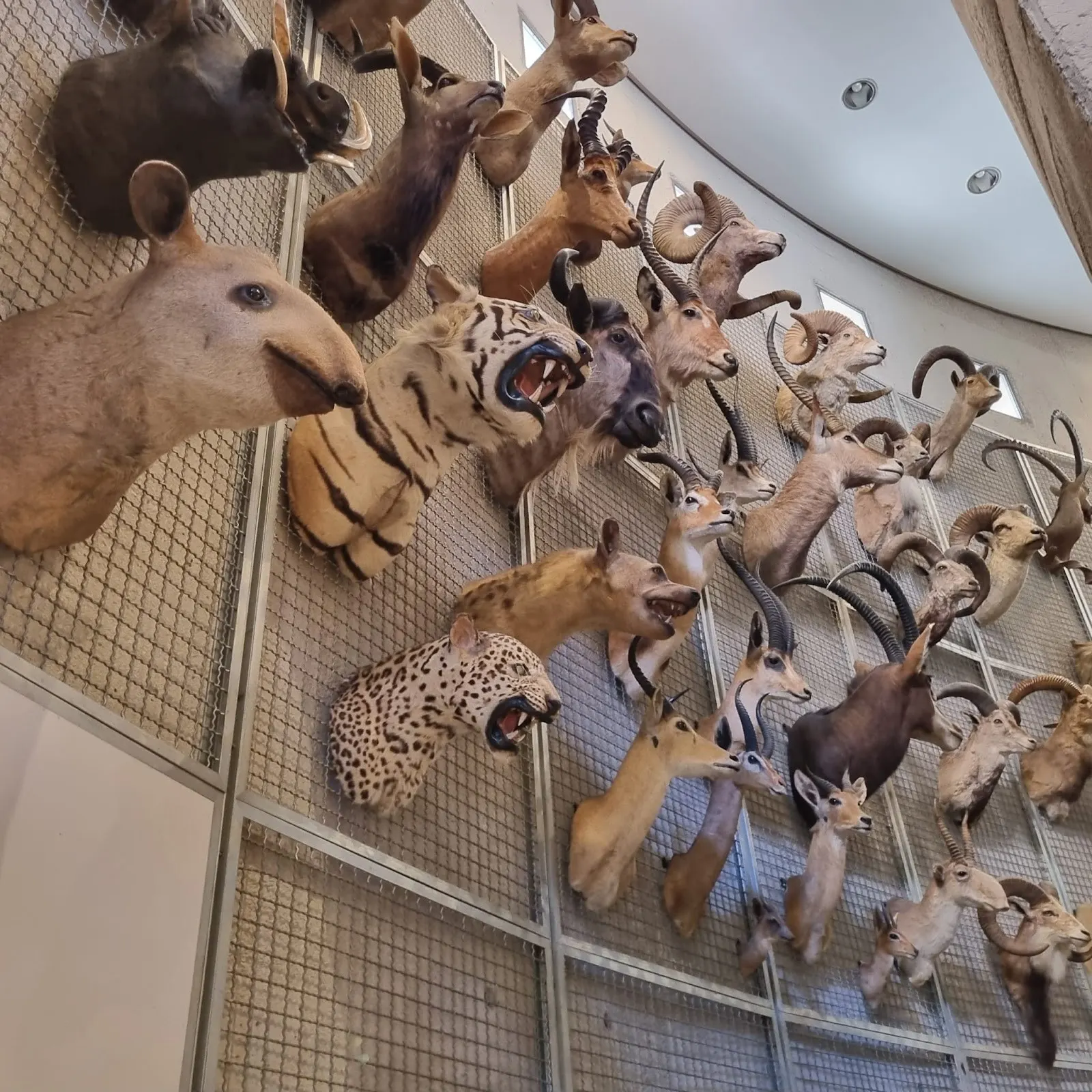 Museo Nacional de Ciencias Naturales: dinosaurios en Madrid 3