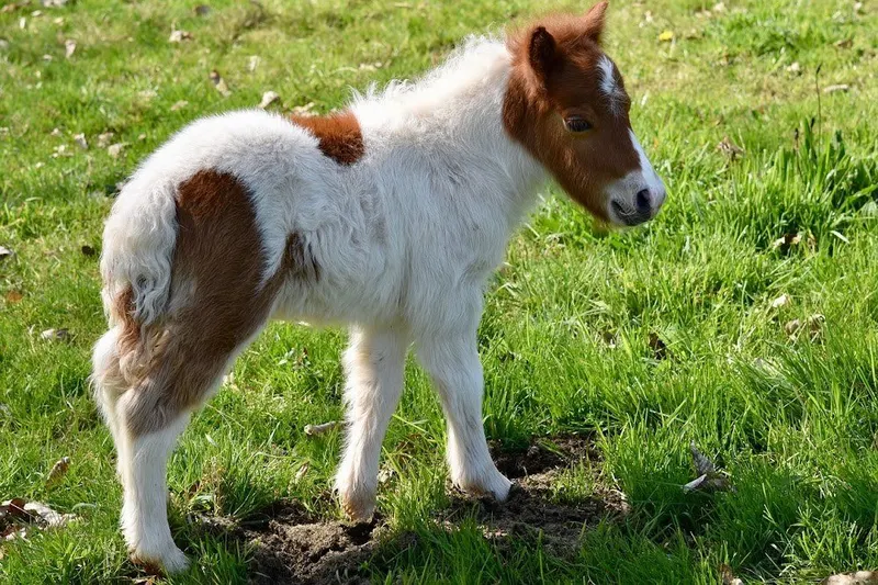 Pequeñas Herraduras: ponis y hípica infantil (Torrejón de Ardoz)