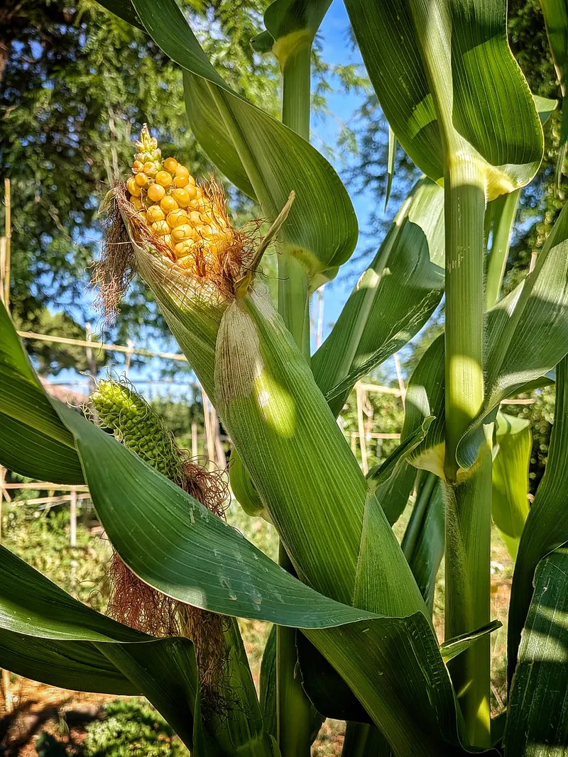 «Los más pequeños también plantamos», el huerto del Retiro con cuentos y adivinanzas 2