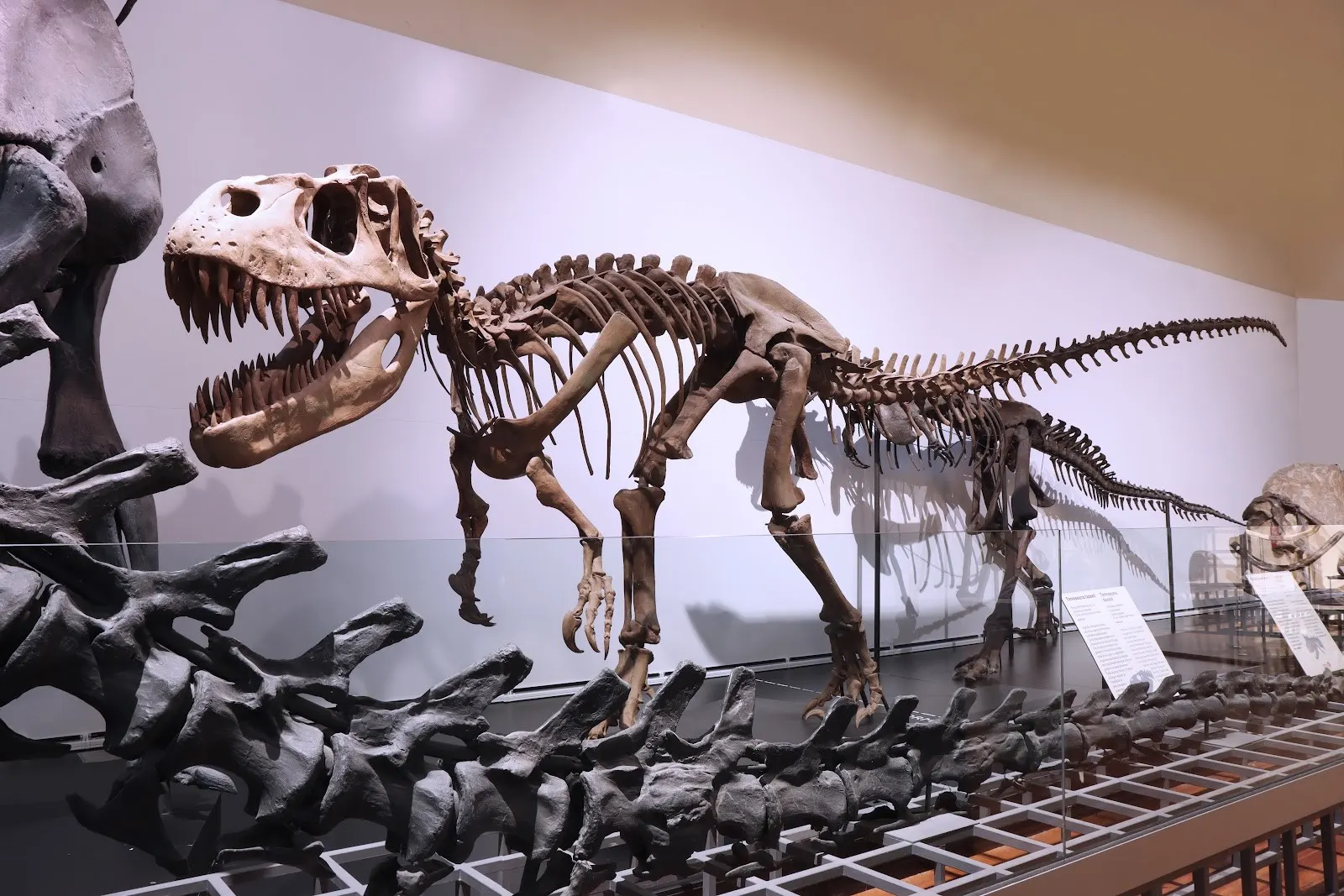 Museo Nacional de Ciencias Naturales: dinosaurios en Madrid